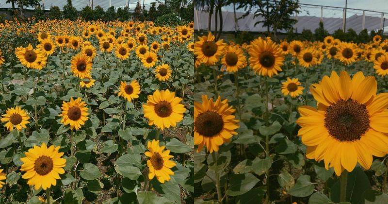 Instagram.com/wulansetiawan